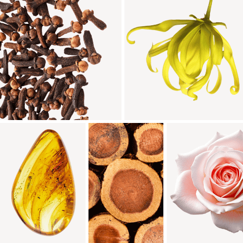 Duftnoten: Nelke, Yang-Ylang, Ambra, Zedernholz, Rose